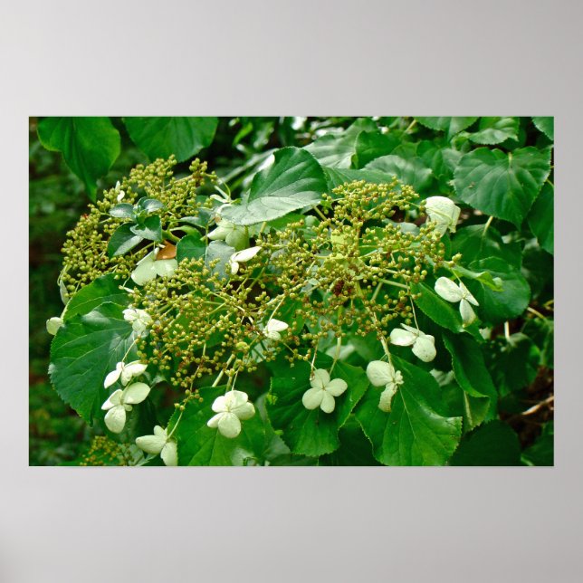 Vit Klättrande Hydrangea - Affisch (Framsidan)