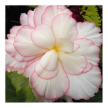 Vit Knölbegonia Blommande Blomma