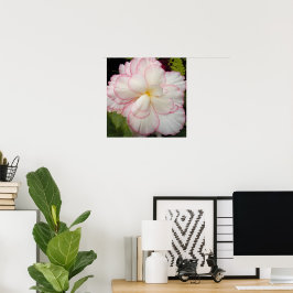 Vit Knölbegonia Blommande Blomma Poster