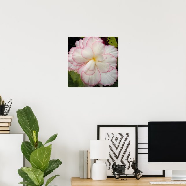 Vit Knölbegonia Blommande Blomma Poster (Hemmakontoret)