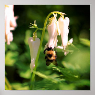 Vit kolumbin-blomma och Humla Poster