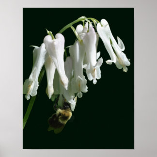 Vit kolumbin-blomma och Humla Poster