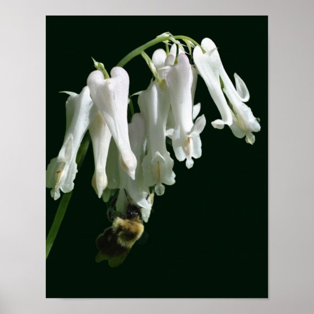 Vit kolumbin-blomma och Humla Poster (Framsidan)