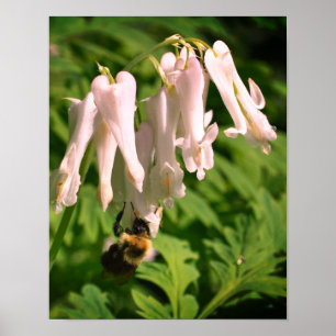 Vit kolumbin-blomma och Humla Poster