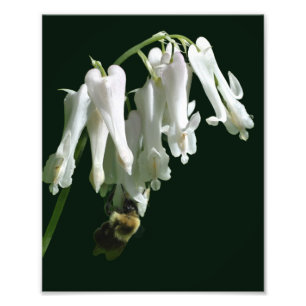 Vit kolumbinblomma och Humla 8 x 10 Fototryck