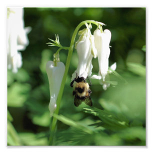 Vit kolumbine-blomma och Humla 8 x 8 x 8 Fototryck