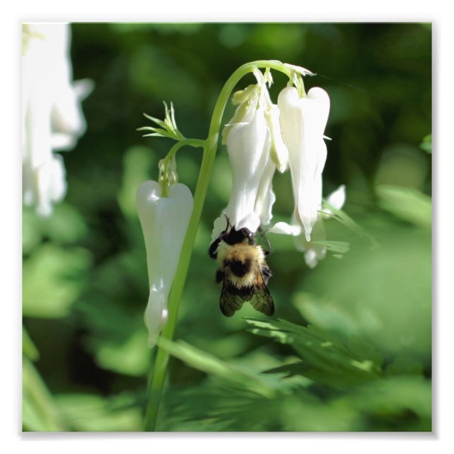 Vit kolumbine-blomma och Humla 8 x 8 x 8 Fototryck (Framsidan)