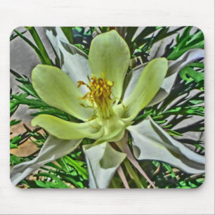 Vit kolumbine-blomstermunstycke musmatta
