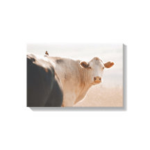 Vit kon med litet fågel på baksidan