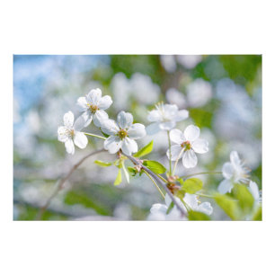 Vit körsbärsblomma fototryck