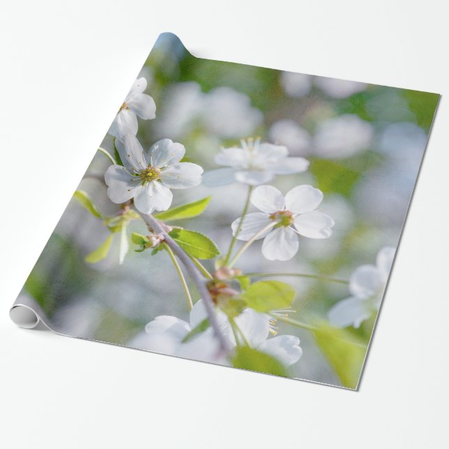 Vit körsbärsblomma presentpapper (Utrullad)