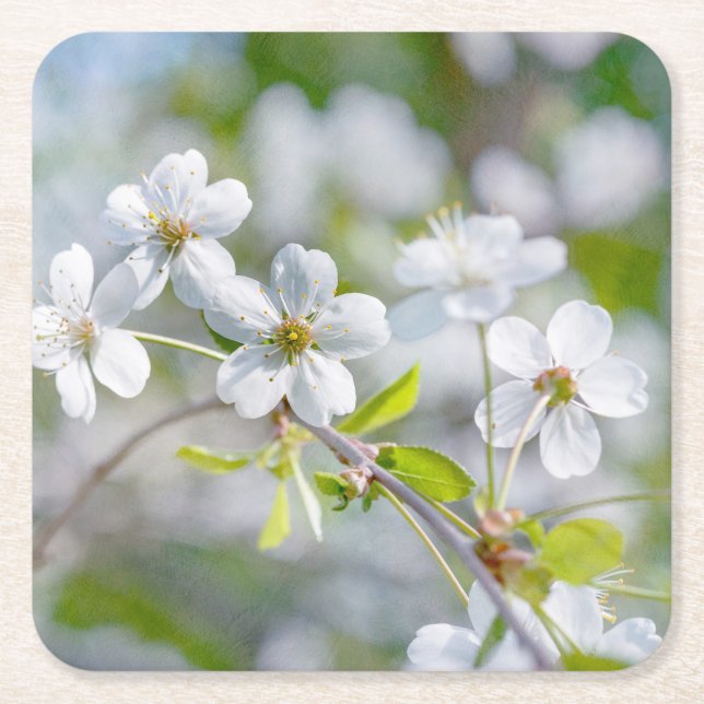 Vit körsbärsblomma underlägg papper kvadrat (Framsidan)