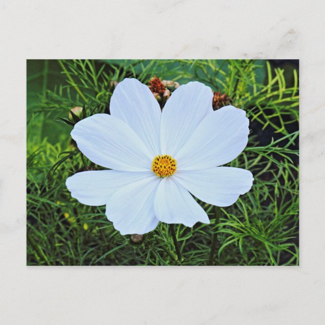 Vit Kosmos Vykort (Framsida)