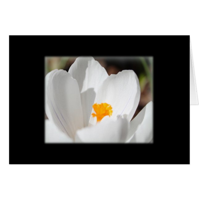 vit krokblomma hälsningskort (Framsidan Horizontal)