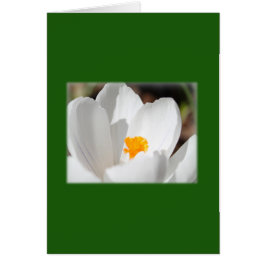 vit krokblomma hälsningskort
