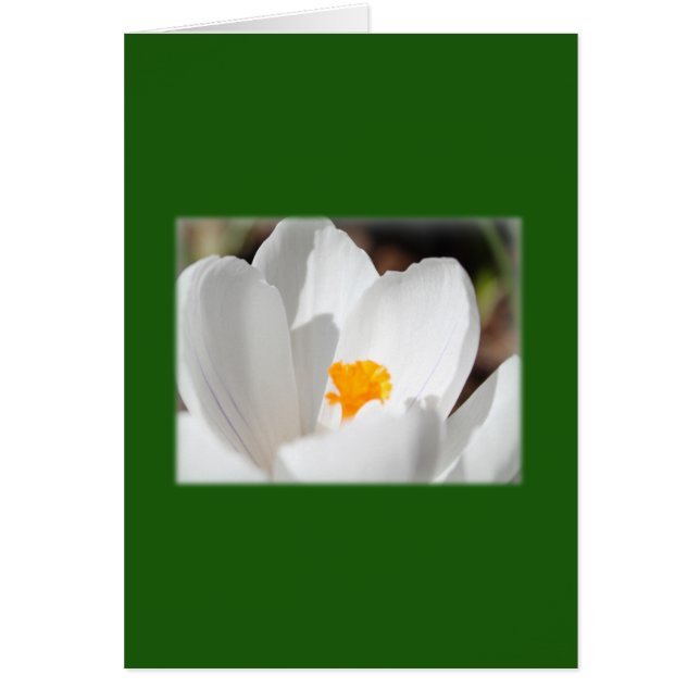 vit krokusblomma hälsningskort (Framsidan)