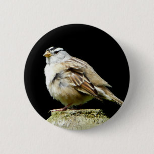 Vit krönad sångSparrow Knapp
