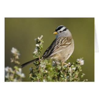 Vit kronad Sparrow Hälsningskort
