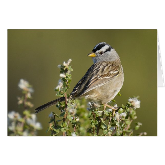 Vit kronad Sparrow Hälsningskort (Framsidan Horizontal)