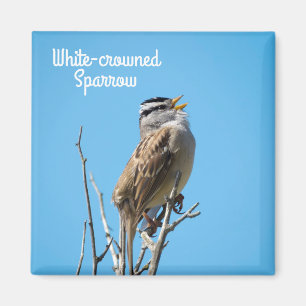 Vit kronad Sparrow Magnet