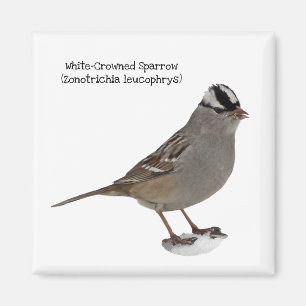Vit-kronad Sparrow Magnet