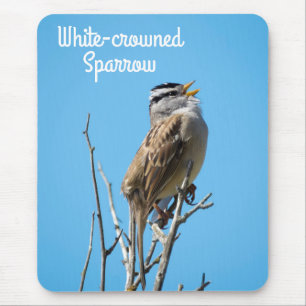 Vit kronad Sparrow Musmatta