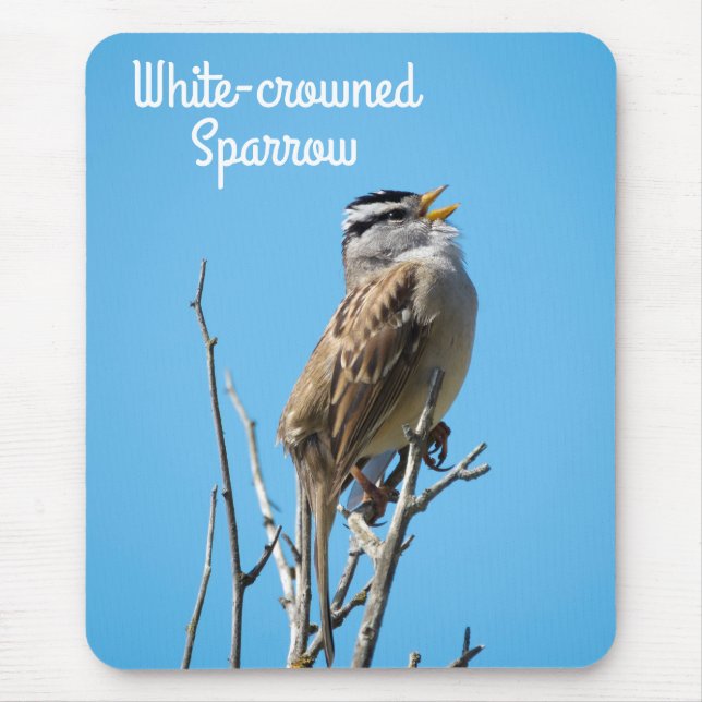 Vit kronad Sparrow Musmatta (Framsidan)