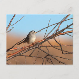 Vit kronad Sparrow på en pinne Vykort