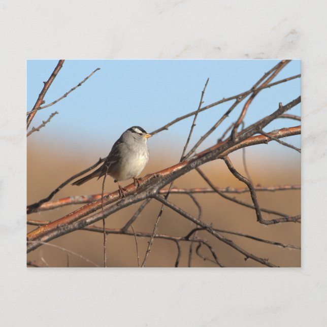 Vit kronad Sparrow på en pinne Vykort (Framsida)