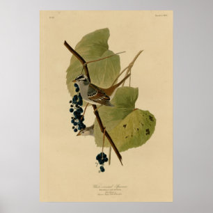 Vit kronad Sparrow Poster