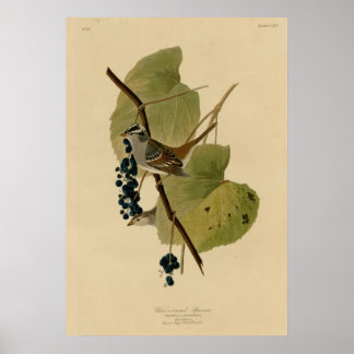Vit kronad Sparrow Poster
