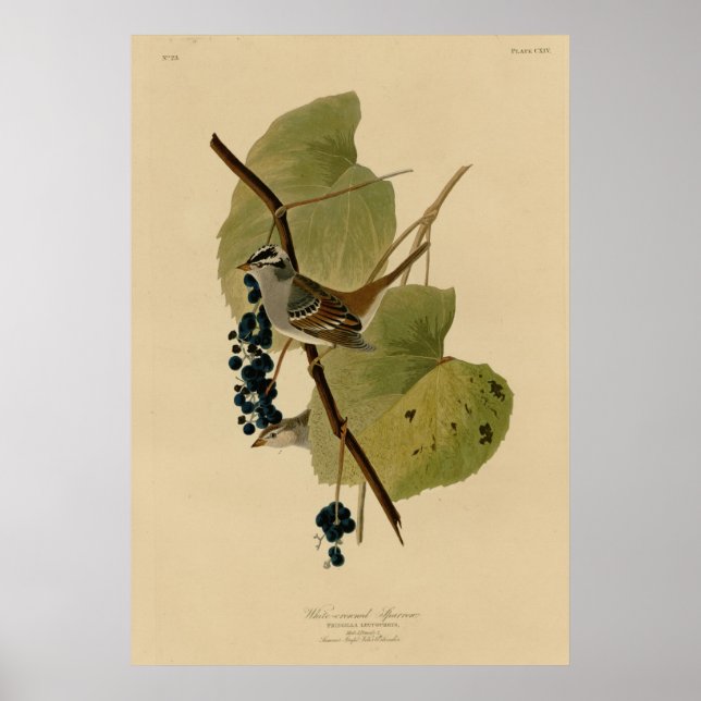 Vit kronad Sparrow Poster (Framsidan)