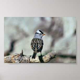 Vit-krönad sparrow poster