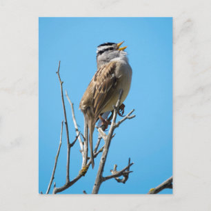 Vit kronad Sparrow Vykort