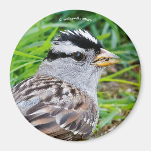 Vit-krönt Sparrow i Grass Magnet
