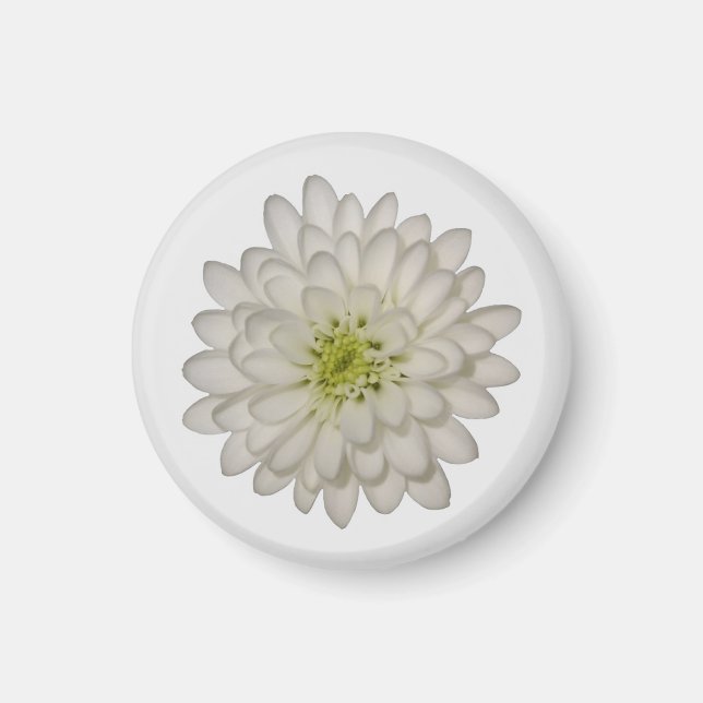 Vit Krysantemum Magnet (Framsidan)