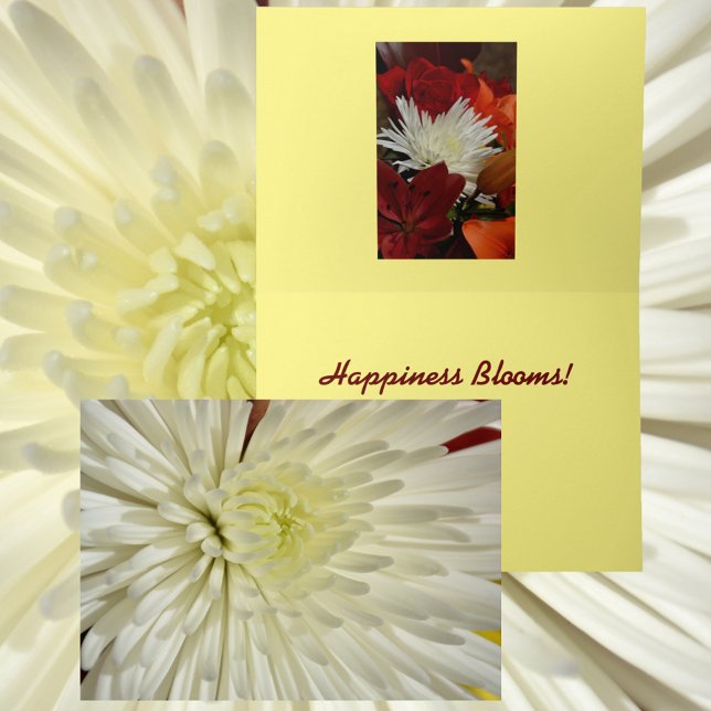 Vit Krysanthemum-Blommigt, fotografi Kort (Skapare uppladdad)