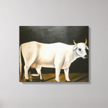 Vit kummel på svart bakgrund (husdjur)