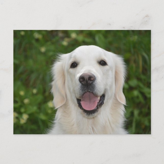 Vit Labrador Retriever Hund-vykort Vykort (Framsida)