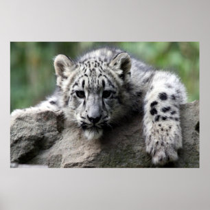 vit Leopard poster