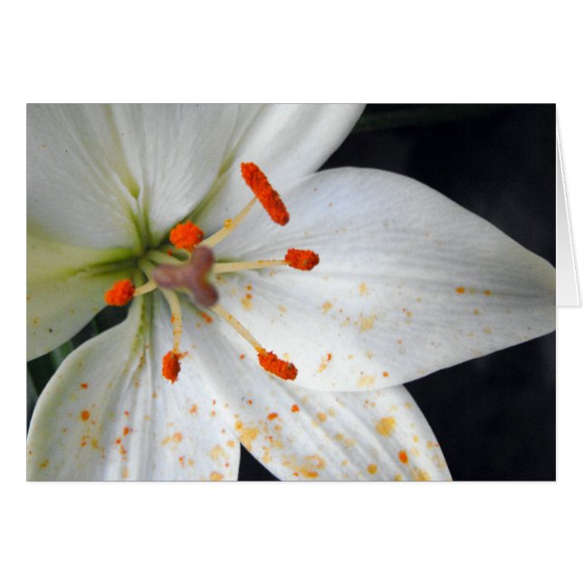 vit lilja blomma hälsningskort (Framsidan Horizontal)