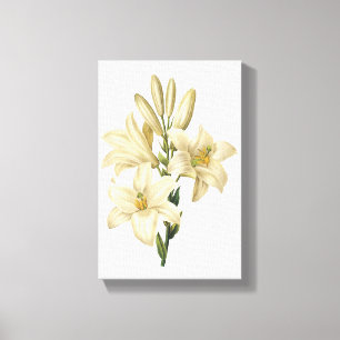 vit lilja (Lilium candidum) av Redouté Canvastryck