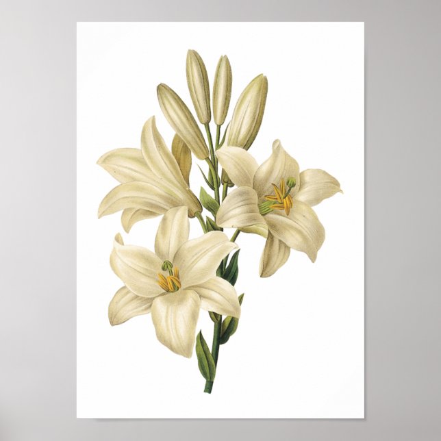 vit lilja (Lilium candidum) av Redouté Poster (Framsidan)