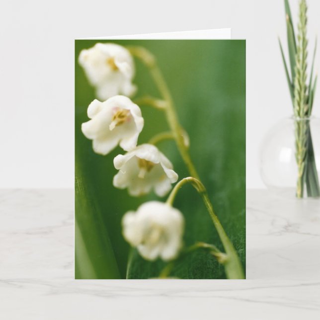 Vit Liljekonvalj (Convallaria majalis)  Kort (Framsida)