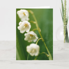 Vit Liljekonvalj (Convallaria majalis) Kort