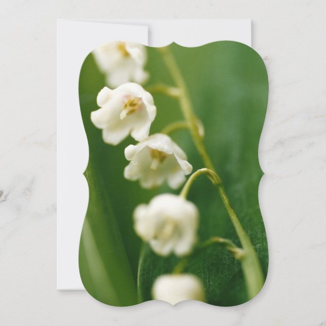 Vit Liljekonvalj (Convallaria majalis)  Kort (Framsida)