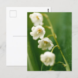 Vit Liljekonvalj (Convallaria majalis) Vykort