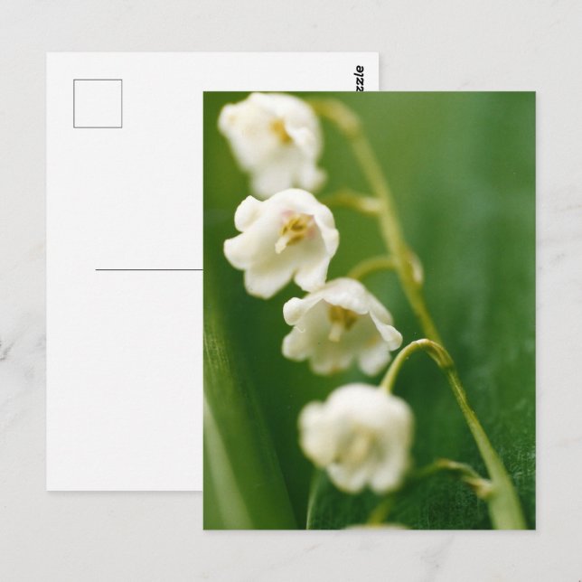 Vit Liljekonvalj (Convallaria majalis)  Vykort (Fram/baksida)