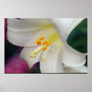 Vit Lily Poster