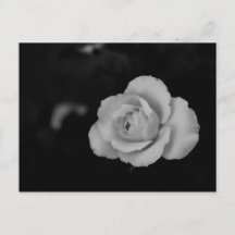 Vit liten ro-blommar på svart bakgrund